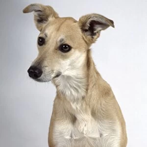 Smooth-haired Lurcher dog, front view