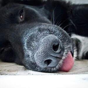 Snout of a Dog Lying
