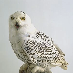 Snowy owl (Bubo scandiacus), side view