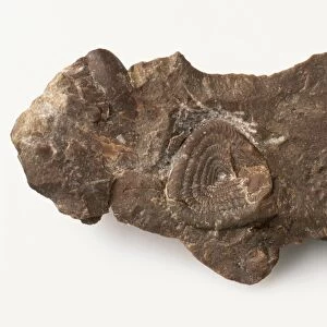 Soliclymenia ammonoid fossilised in rock, late Devonian period