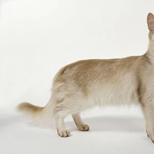 Sorrel Silver Somali cat with almond-shaped, hazel-coloured eyes and chocolate tip to tail, standing