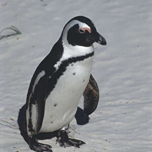 South Africa, Boulders Beach, African Penguin (Spheniscus demersus) standing in sand, high angle view