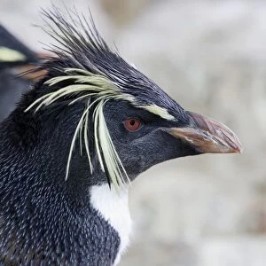 South Africa, Cape Town, Victoria and Alfred Waterfront, Two Oceans Aquarium, Southern Rockhopper Penguin (Eudyptes chrysocome), profile