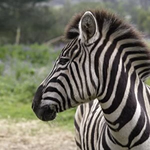 South Africa, Tygergerber Burchells zebra, head in profile, close-up