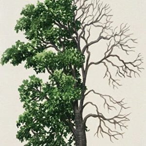 Southern Nettle Tree (Celtis australis)