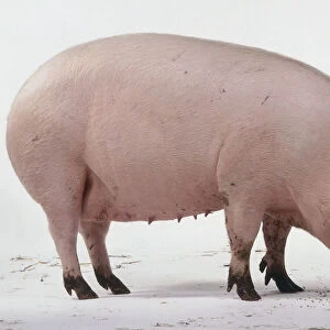 Sow, aged one and a half years, teets on underbelly, pink skin with fine white hairs, large upright ears, long snout, small eyes, four-toed, standing, sniffing ground, side view