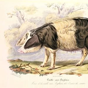 Sow of old English breed of pig. From David Low Domestic Animals of Great Britain