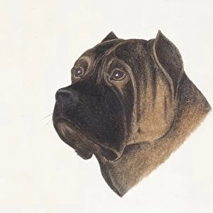 Spanish Bulldog head, illustration