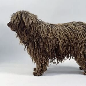 Spanish Water Dog (Perro de Agua Espanol), side view