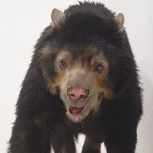 Spectacled Bear, Tremarctos ornatus, cub viewed from the front, with a gaping mouth