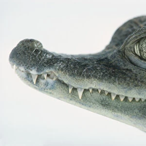 Spectacled Caiman (Caiman crocodilus), headshot, side view