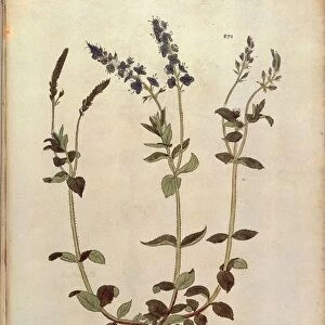 Speedwell - Veronica officinalis or Compact blue speedwell - Veronica allionii (Chamaedrys vulgaris mas) by Leonhart Fuchs from De historia stirpium commentarii insignes (Notable Commentaries on the History of Plants) colored engraving, 1542