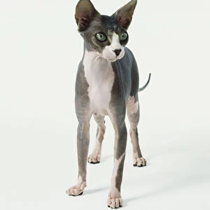 Sphynx cat (Felis silvestris), covered in short, silky down, white front, half white, half grey face, grey body, large green eyes and jugged ears, front view