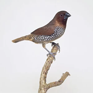 Spice finch (Lonchura punctulata), perching on a branch, side view