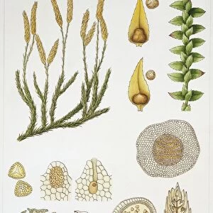 Spikemoss (Selaginella sp. ), illustration