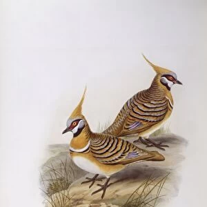 Spinifex pigeon (Lophophaps or Geophaps plumifera leucogaster), Engraving by John Gould
