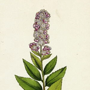 Spiraea salicifolia, Willow-leaved Spiraea