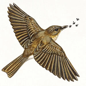 Spotted flycatcher, muscicapa striata, flying and catching insects
