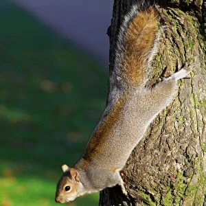 Squirrel. Sciurus Carolinensis. Europe. England. London. St. Jamess Park