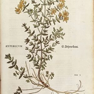 St Johns wort (Hypericum perforatum) by Leonhart Fuchs from De historia stirpium commentarii insignes (Notable Commentaries on the History of Plants) colored engraving, 1542