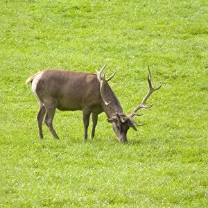 Stag grazing on lush grass in Belgian countryside