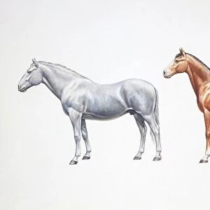 Standard bred horse and american standardbred (Equus caballus), illustration