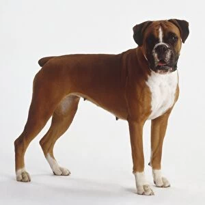 Standing Boxer Dog (Canis familiaris), side view, looking at camera