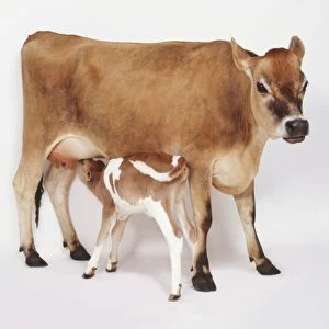 Standing Brown Cow (Bos taurus) and suckling Calf, side view