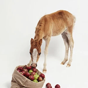 Standing Brown Foal (Equus caballus) feeding on sack of apples, front view