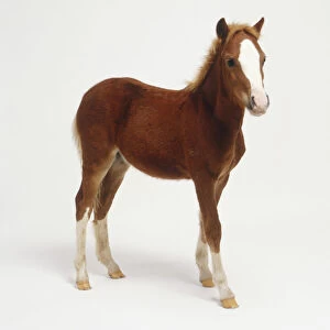 Standing chestnut brown foal (Equus caballus) with white markings on face and lower legs, side view