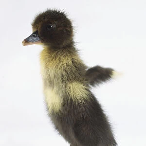 Standing grey duckling flapping its wings, side view