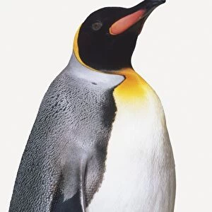 Standing King Penguin (Aptenodytes patagonicus), Rockhopper Penguins (Eudyptes chrysocome) in background, side view