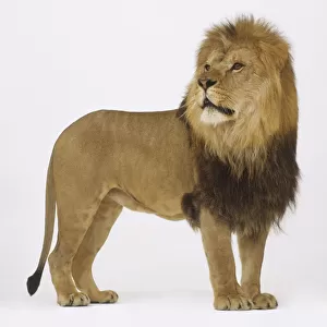 Standing Lion (Panthera leo) looking sideways, side view