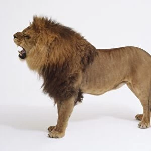 Standing Lion (Panthera Leo) roaring and baring it teeth, side view