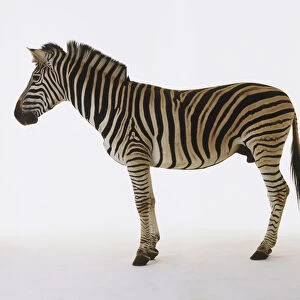 Standing Zebra (Equus burchelli), side view