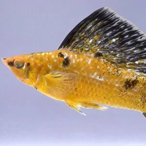 Starburst molly: sailfin molly, golden fish with large black fins