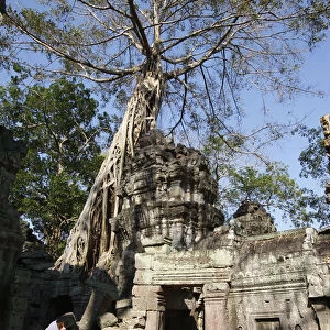 Strangler fig trees and creeping lichens devour ruins at Ta Prohm