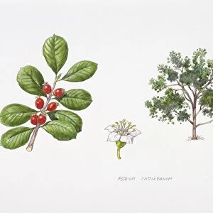 Strawberry guava (Psidium cattleianum) plant with flower, leaf and berry, illustration