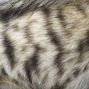 Striped Hyena (Hyaena hyaena) close-up of natural pattern on fur