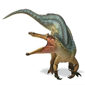 Suchomimus dinosaur with jaws open