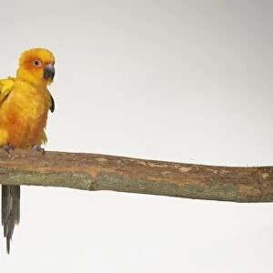 Sun Parakeet (Aratinga solstitialis) perching on branch