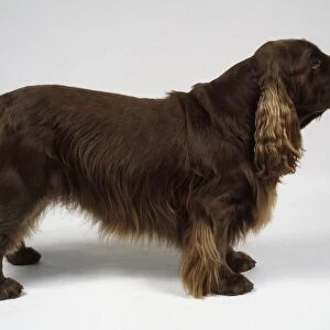 Sussex Spaniel dog standing up, side view