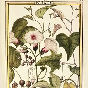 Sweet potato (Ipomea batatas), by Delahaye, watercolor, 1789