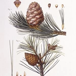 Swiss pine or Arolla pine (Pinus cembra) and Red pine (Pinus resinosa), Henry Louis Duhamel du Monceau, botanical plate by Pancrace Bessa