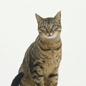 A tabby cat in a seated position