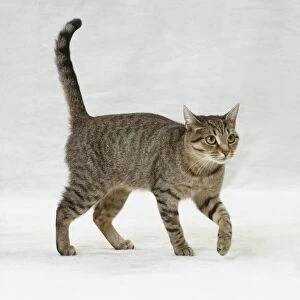 Tabby cat walking forwards