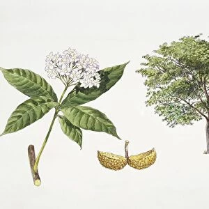 Tabernaemontana fuchsiifolia plant with flower, leaf and fruit, illustration