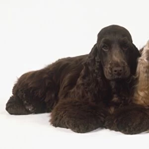 Tan and brown English Cocker Spaniels (Canis familiaris) lying down side by side, front view