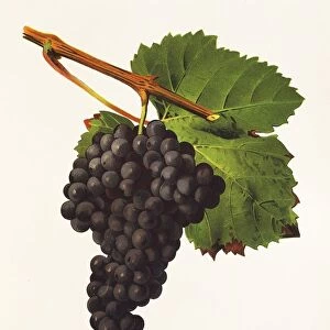 Tannat grape, illustration by J. Troncy