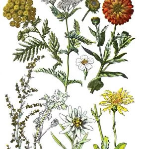 Tansy, Tanacetum vulgare L. Syn. : Chrysanthemum vulgare (L. ) Bernh. (left top), yarrow, Achillea millefolium (top center), Ringelblume, Calendula officinalis (top right), absinthe wormwood, Artemisia absinthium L